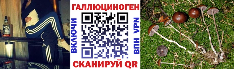 где найти   Зима  Галлюциногенные грибы Psilocybine cubensis 