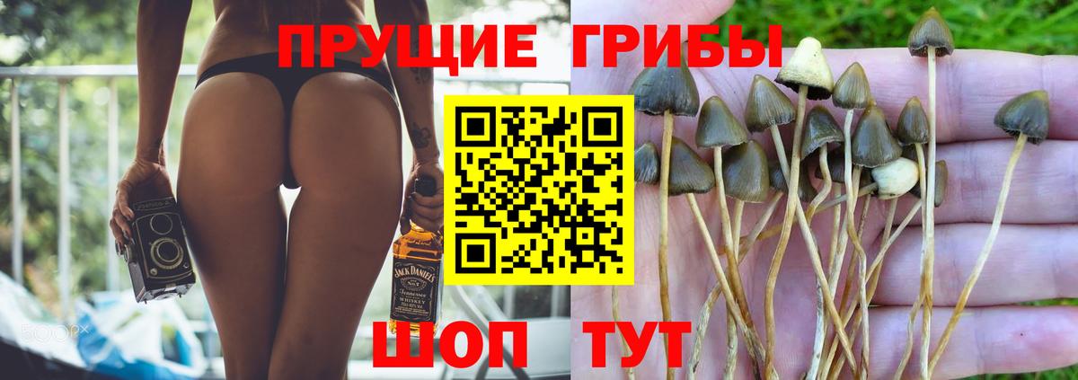 дарнет шоп  Галлюциногенные грибы Cubensis  Вход с VPN  Зима 